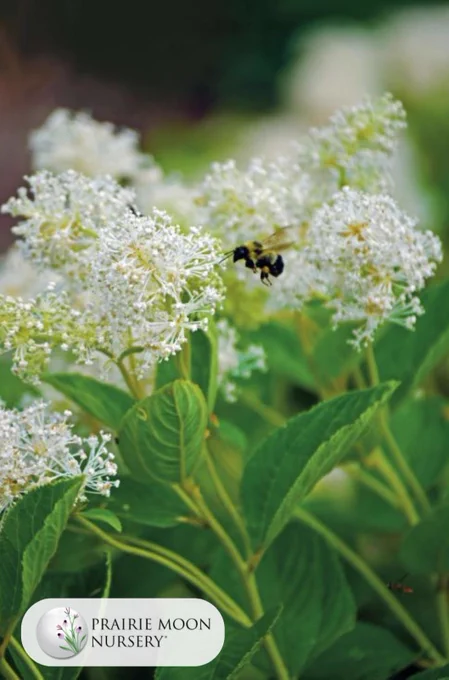 A bumble bee flying towards the white flowers of New Jersey Tea.