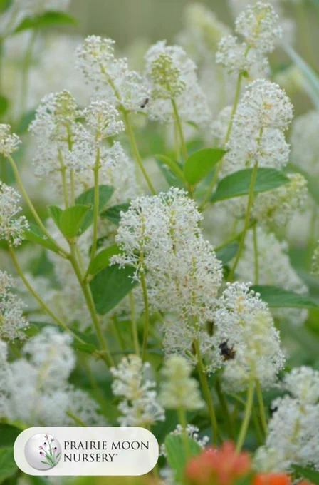 A cluster of white New Jersey Tea flowers with small bees foraging.