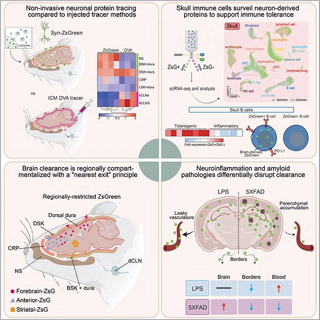 Figure from Cell paper on physiological brain protein clearance