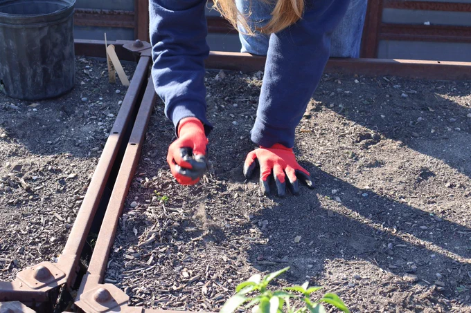 Person kneeling in a garden bed wearing red work gloves, removing debris from soil beside rusted metal rails.