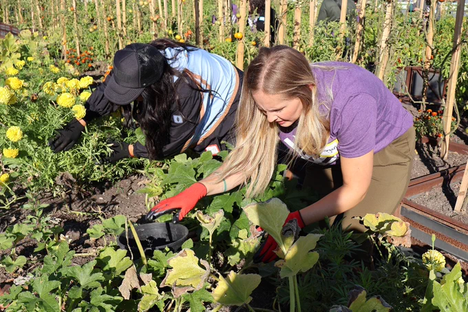 Two volunteers wearing gloves bend over a raised garden bed, harvesting or weeding among marigolds and tomato plants.