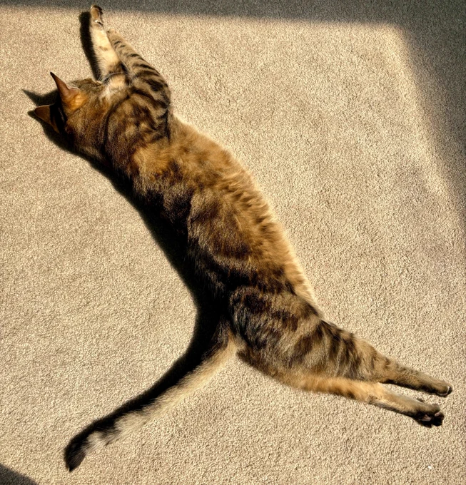 coda the tabby cat is stretched out on the floor in a patch of sunlight