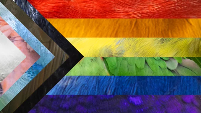 pride flag but all the colors are bird feathers