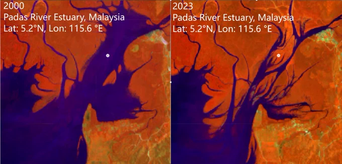 Before and after Landsat satellite images show increased coverage of mangrove forests. The images are from the Padas River Estuary in Malaysia in 2000 and 2023. The estuary channels are in dark purple, while the surrounding land is in orange with spots of green. Credit: Zhen Zhang, Tulane University