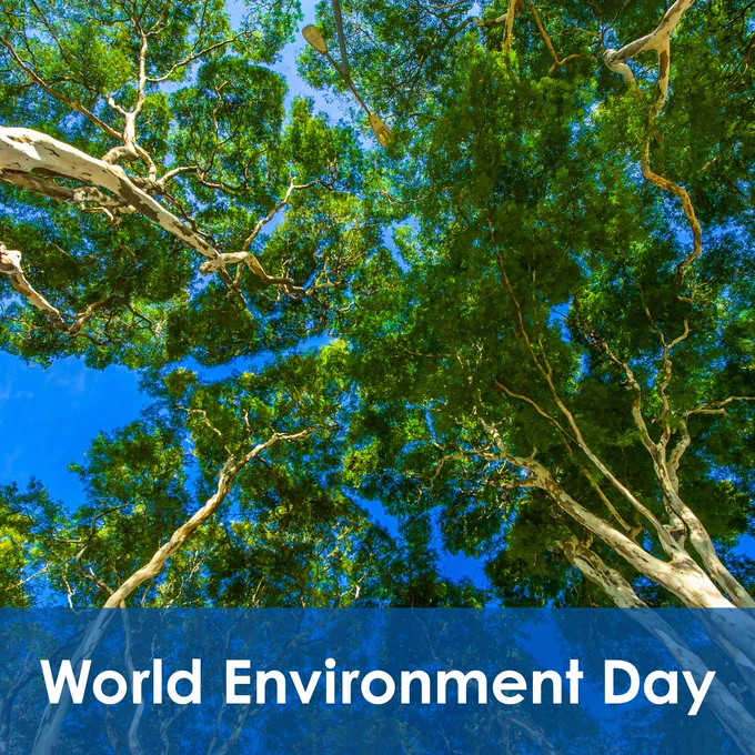 Tall eucalyptus trees with lush green leaves against a clear blue sky, symbolizing nature's beauty on World Environment Day.