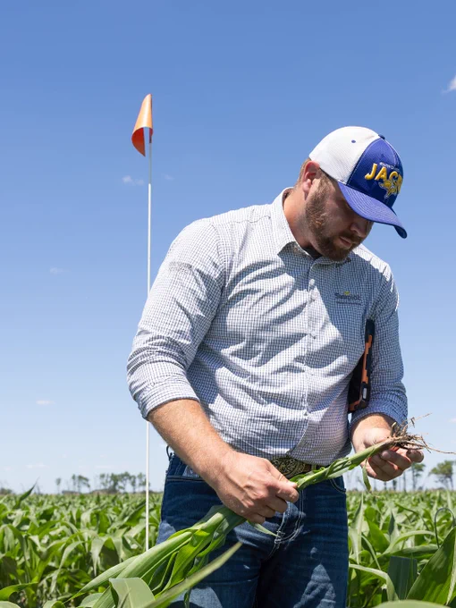 A person standing in a field of tall green corn plants, examining a corn husk. They are wearing a blue and white cap with "Jacks" on it. A tall, orange flag is in the background against a clear blue sky.