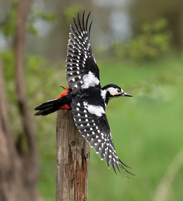 Great Spotted Woodpecker
