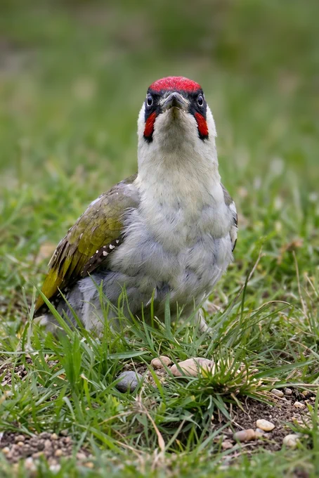 European Green Woodpecker