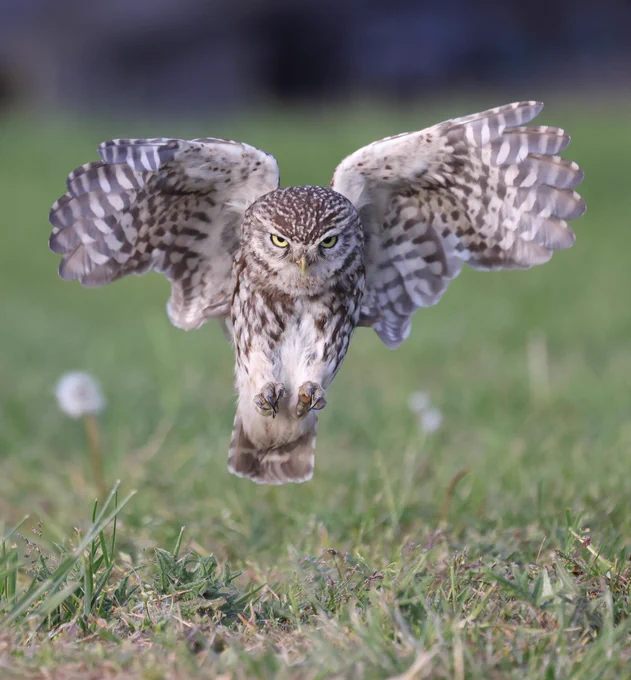 Little Owl