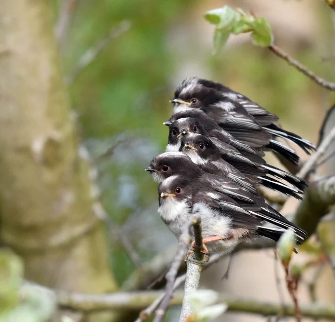 Long-tailed Tits