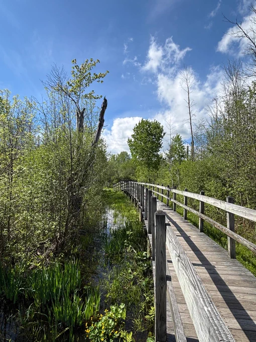A wooden boardwalk stretches through a wetland landscape filled with tall grasses, shrubs, and trees beneath a blue sky with scattered clouds.
