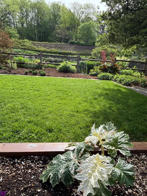 A vibrant green lawn bordered by colorful garden beds and a rustic wooden fence, with a large variegated white-and-green leafy plant in the foreground.