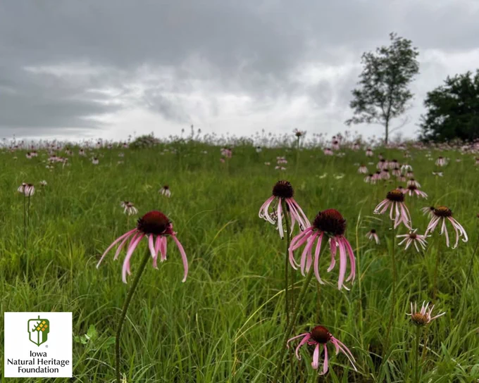 Pale Purple Coneflowers in a prairie field.