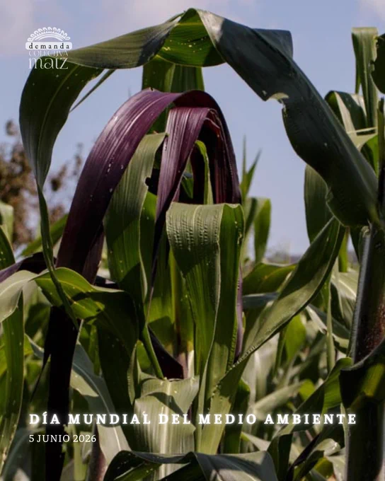 El vínculo indisoluble: maíz, biodiversidad y cultura.

La siembra de maíces genéticamente modificados provocaría una contaminación irreversible que pone en riesgo a las razas nativas y procesos culturales asociados a ellas. 