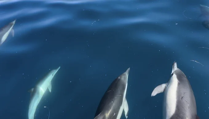 Four dolphins swimming just below the calm, deep blue ocean surface on a clear day.