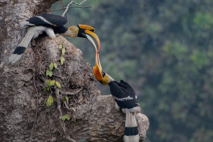 Two great hornbills perched on a tree, one feeding the other with its large curved beak in a lush forest setting.