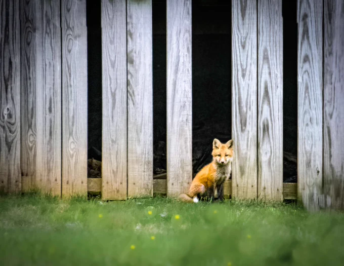 A small red fox sitting quietly in front of a tall wooden fence with vertical planks on a grassy lawn.