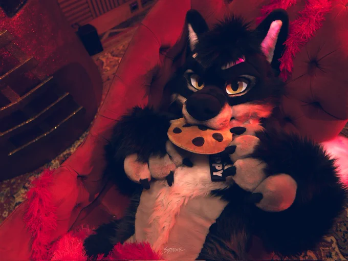 Black, white and grey wolf-dog fursuiter, wearing a partially hidden tag that says "PUPPY" and with a plush cookie in his maw, laying on a chaise lounge, staring intensely at the viewer and holding his paws up his chest, exposing his belly.