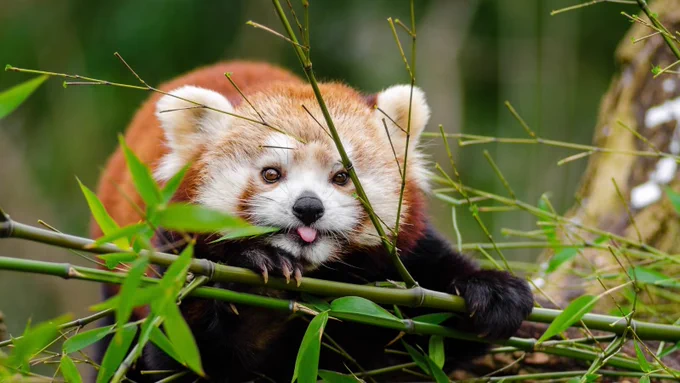 A red panda playfully bites a bamboo branch surrounded by green foliage.