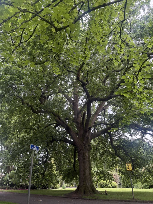 Large tree