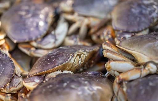 pile of harvested Dungeness crab