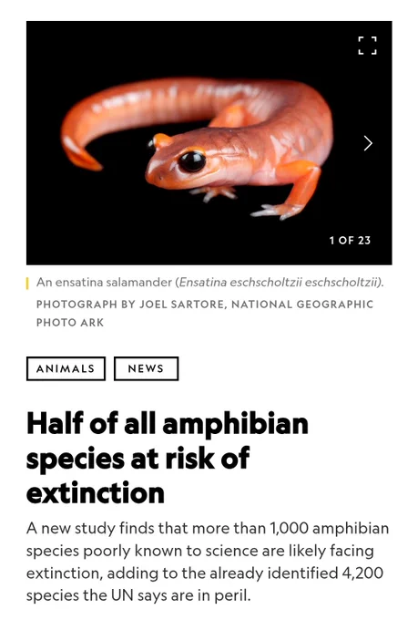 Half of all amphibian species at risk of extinction 