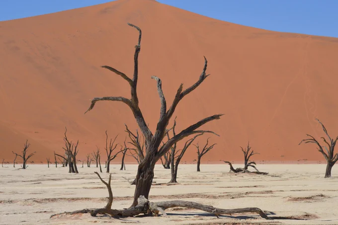 Gnarled trees protrude from desert earth.