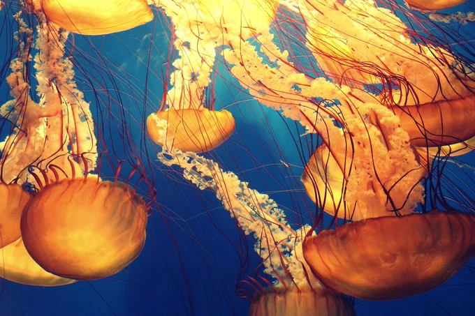 Golden jellies beneath the ocean's surface.