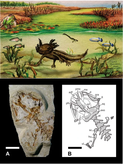 Modified from Figure 1 and Figure 11. The fossil shows the holotype of Ambystoma quetzalcoatli, as well as identification of skull bones. The artwork depicts what the environment may have looked like in the Pliocene, by Diana Guzmán-Madrid.