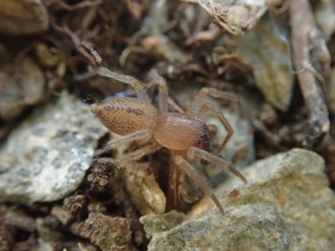 Porrhoclubiona genevensis. Image thanks to Tylan Berry.