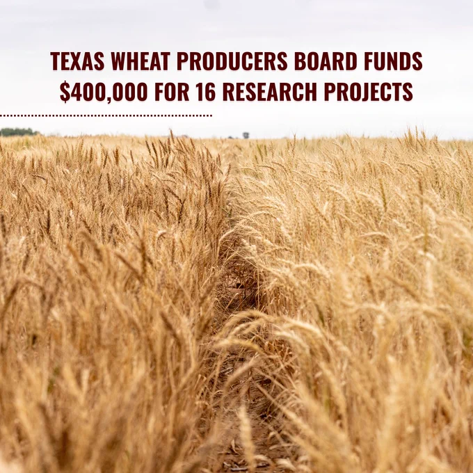 A wheat field with the text "Texas Wheat Producers Board funds $400,000 for 16 research projects" overlaying the image.