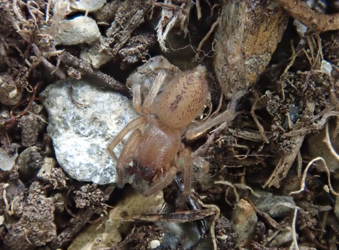 Porrhoclubiona genevensis. Image thanks to Tylan Berry.
