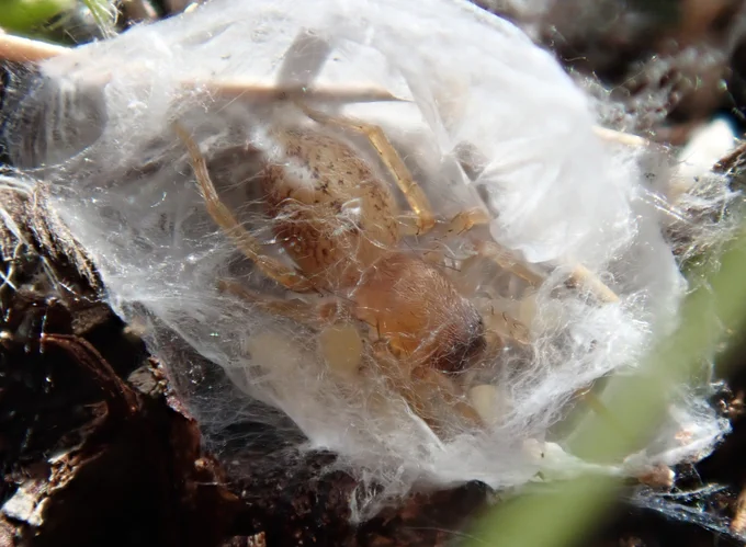 Porrhoclubiona genevensis. Image thanks to Tylan Berry.