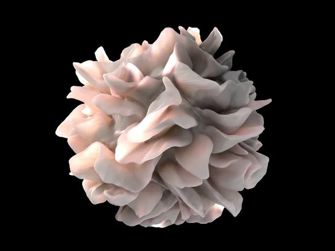 Artistic 3D rendering of a human dendritic cell, shown as a roughly spherical mass of soft, ruffled membrane folds in muted rose and gray tones against a black background.