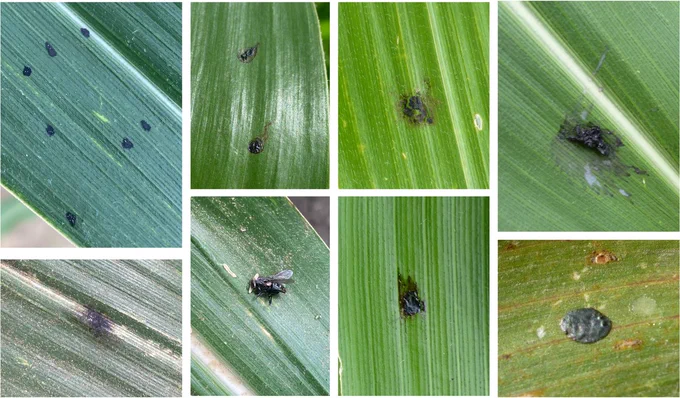 Eight different images of things on corn leaves that might be confused with tar spot including bug poop. 