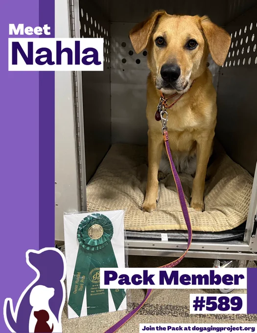 Pack Spotlight of Pack Member Nahla, a tan dog sits in a metal crate on a tan blanket, with a green ribbon and leash next to it. Text below reads Pack Member #589 - join the pack at dogagingproject.org