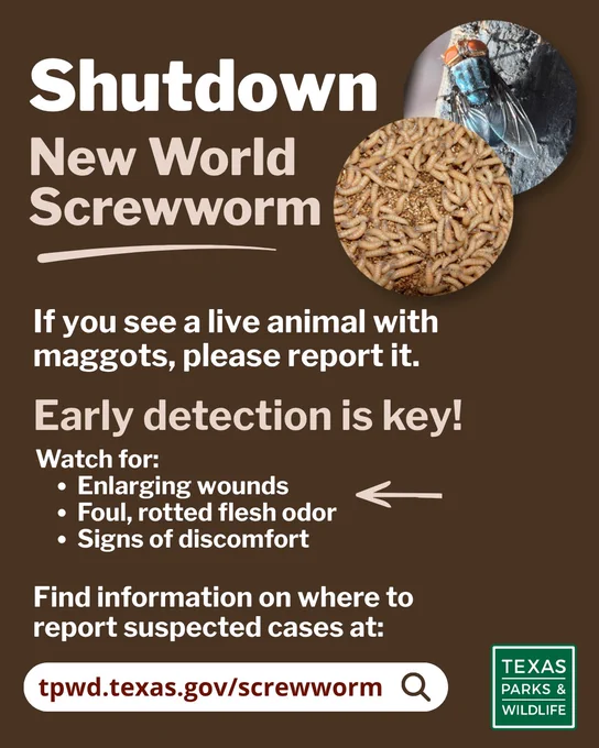 Picture of maggots and close-up of fly. Text says: If you see a live animal with maggots, please report it. Early detection is key! Watch for enlarging wounds, foul, rotted flesh odor, signs of discomfort. Find information on where to report suspected cases at tpwd.texas.gov/screwworm.
