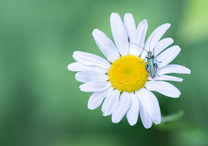 Male Thick-legged Flower Beetle on a flower