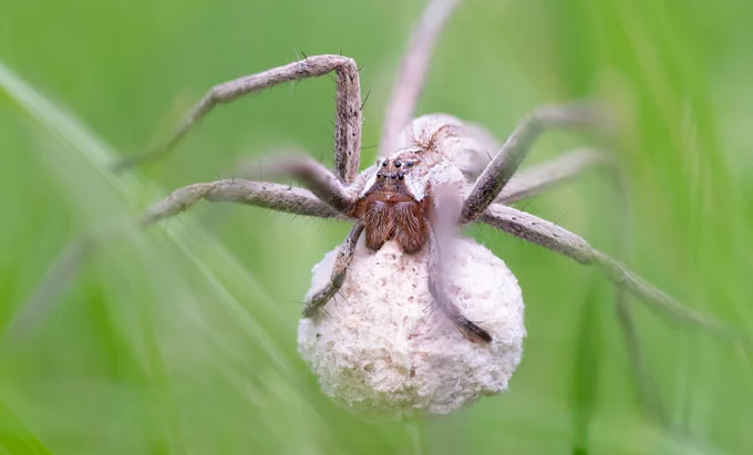 Nurser Web Spider with egg sac