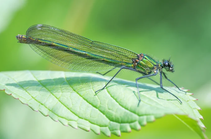 Female Banded Demoiselle
