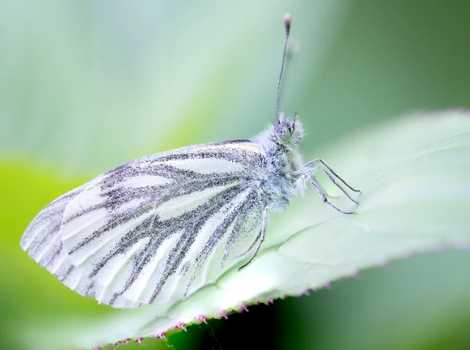 Green-veined White butterfly