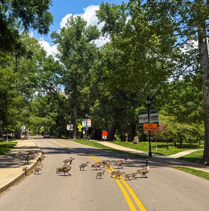 Geese and goslings cross a road on Ohio University's Athens campus.
