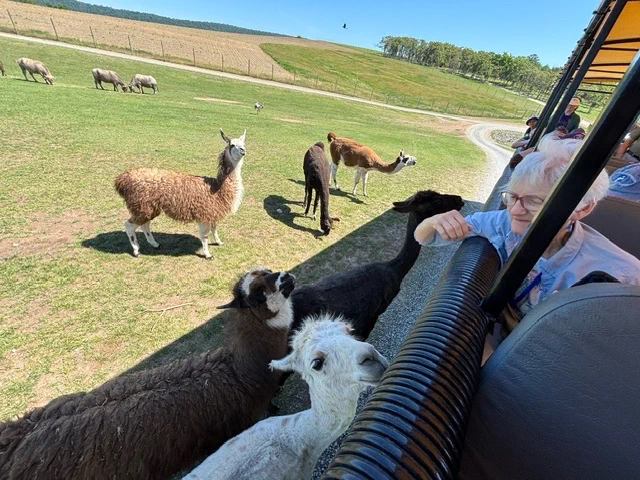 Several llamas of different colors stand near a vehicle with people reaching out to pet them on a sunny day in a grassy field.