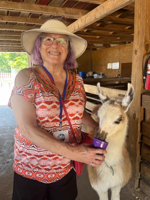 Person wearing a wide-brimmed hat and patterned orange shirt feeding a young llama inside a wooden barn.