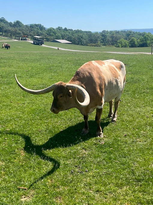 Texas Longhorn standing on green grass with large curved horns casting a shadow on a sunny day.