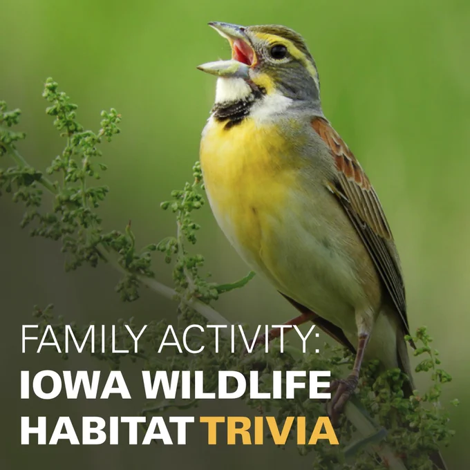 Promotional image for Iowa State University Extension and Outreach's 4-H Wildlife Trivia activity