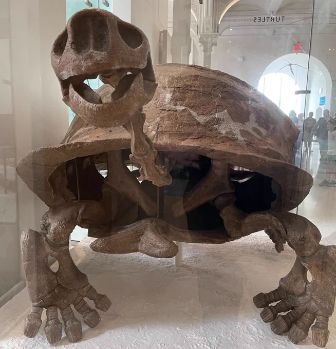 A photo of Megalochelys atlas on display in the Museum. The giant turtle's skeleton is a dark brown color.