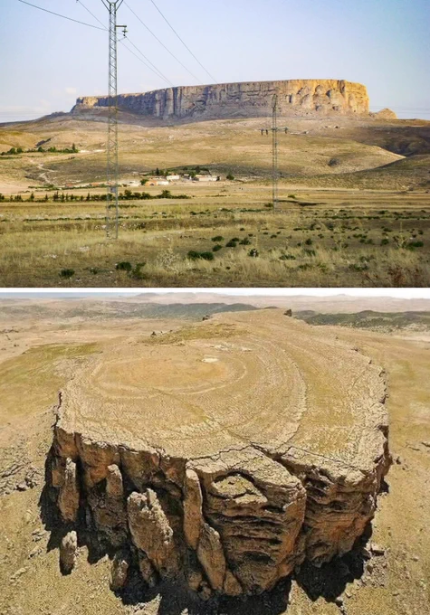 The captivating idea that some mountains might actually be the fossilized remains of ancient tree stumps that have undergone petrification warrants further exploration. A notable instance is the Jugurtha Tableland in Tunisia, which towers nearly 2,000 feet (600 meters) above the adjacent plains.

This vast mesa stretches about 4,900 feet (1,500 meters) in length and 1,600 feet (500 meters) in width, covering nearly 80 hectares. The concept of these petrified giants from a bygone era raises intriguing questions about Earth's geological past and the processes that could result in the creation of such extraordinary formations.