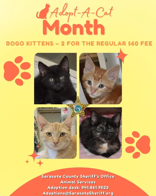 Adoptable kittens!