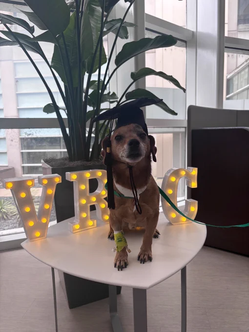 A brown dachshund standing on a table with a graduation cap.